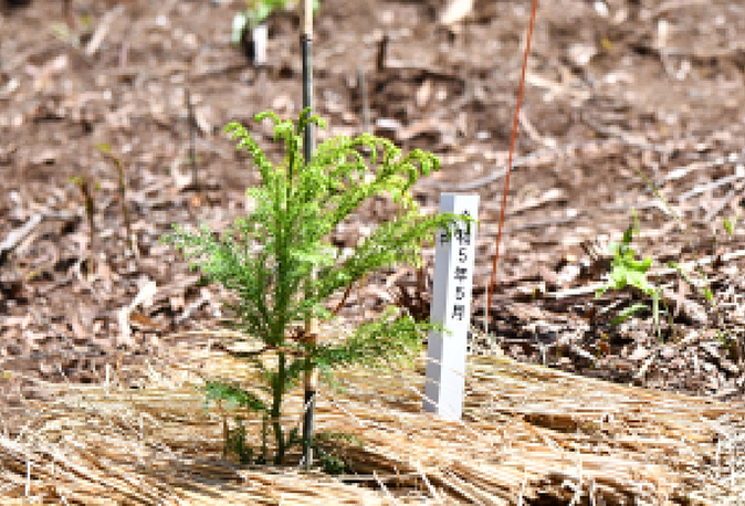 エリートツリーや早生樹の植栽
