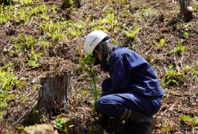 エリートツリーや早生樹の植栽